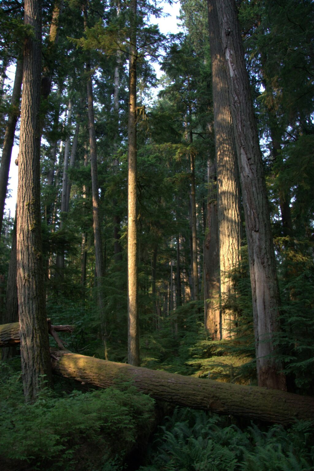 Cathedral Grove old-growth forest near Port Alberni