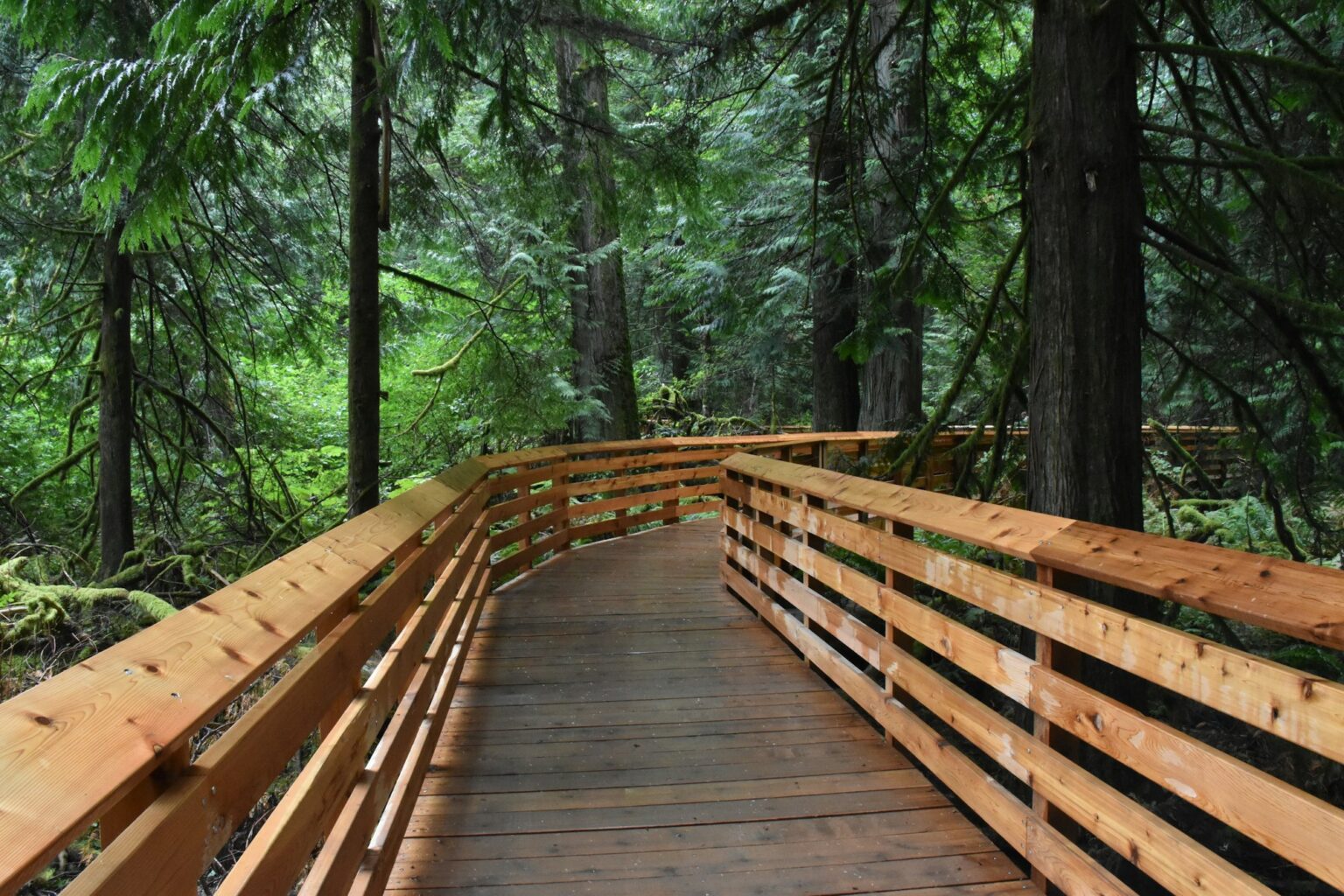 Forest boardwalk near Port Alberni